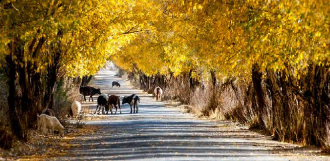 塔合曼樹(shù)洞公路